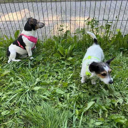 Corner House * Pleśna