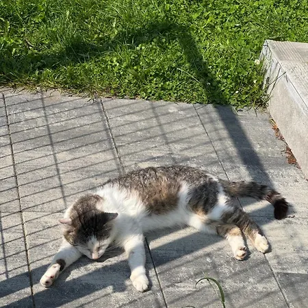 Corner House * Pleśna