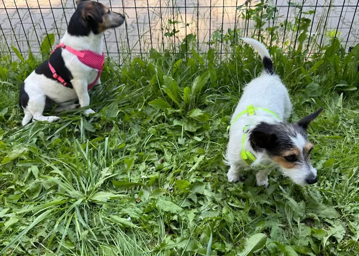 Corner House * Pleśna