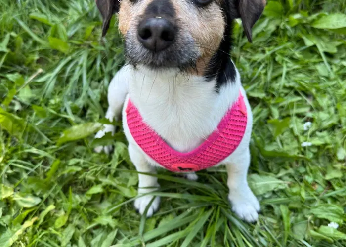 Corner House Lejlighed *