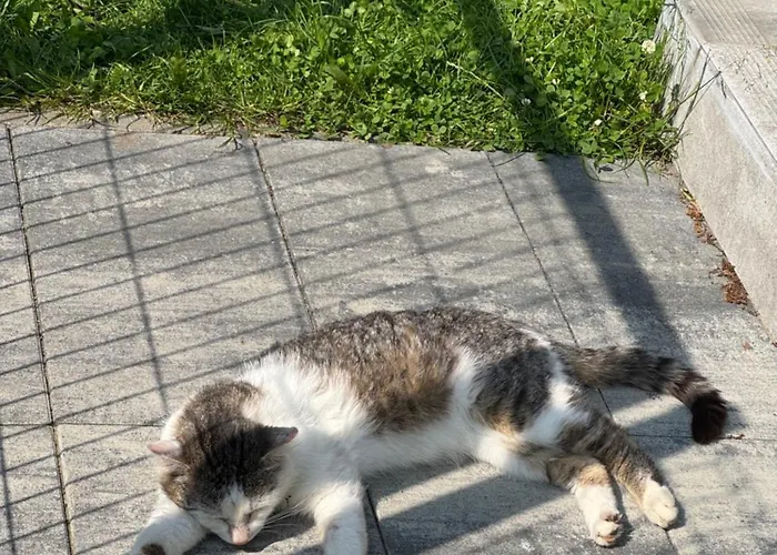 Corner House * Pleśna